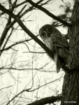a monochrome photo of an owl up in a tree cocking its head to the left